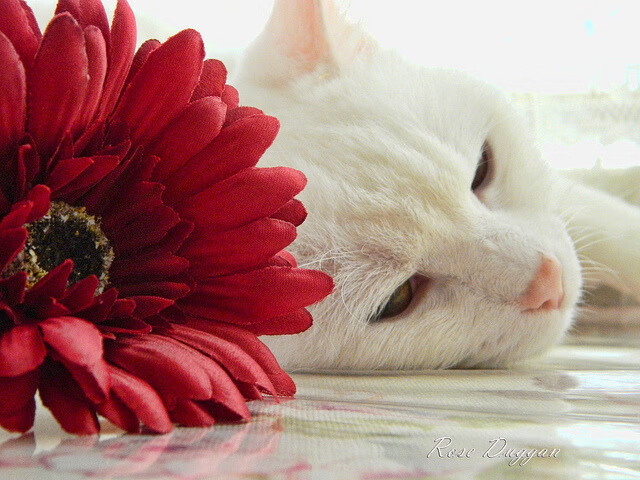 亚运风云,韩国队破德之役,张继科力挽狂澜的决胜时刻