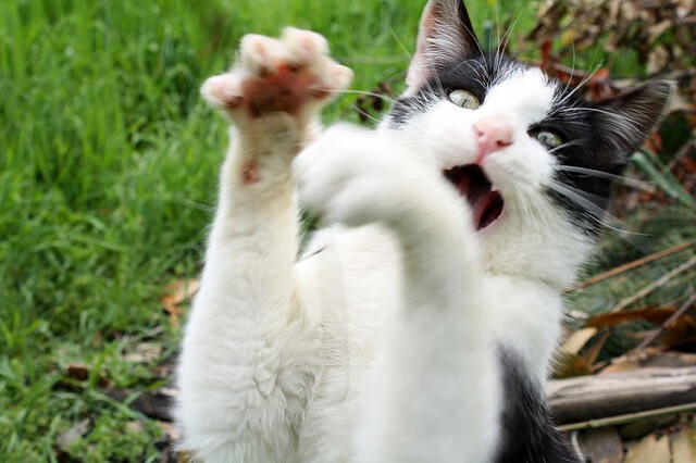 赛道上的双生火焰，梅赛德斯鏖战迈凯伦，佩雷兹点燃赛场