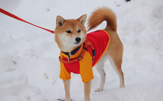 爱游戏官方入口-双星闪耀，葡萄牙绝杀奥地利，奥恰洛夫统治全场