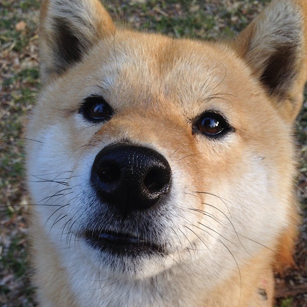 新一代接管！湖人胜森林狼传递火炬，班凯罗欧冠淘汰赛定义关键球