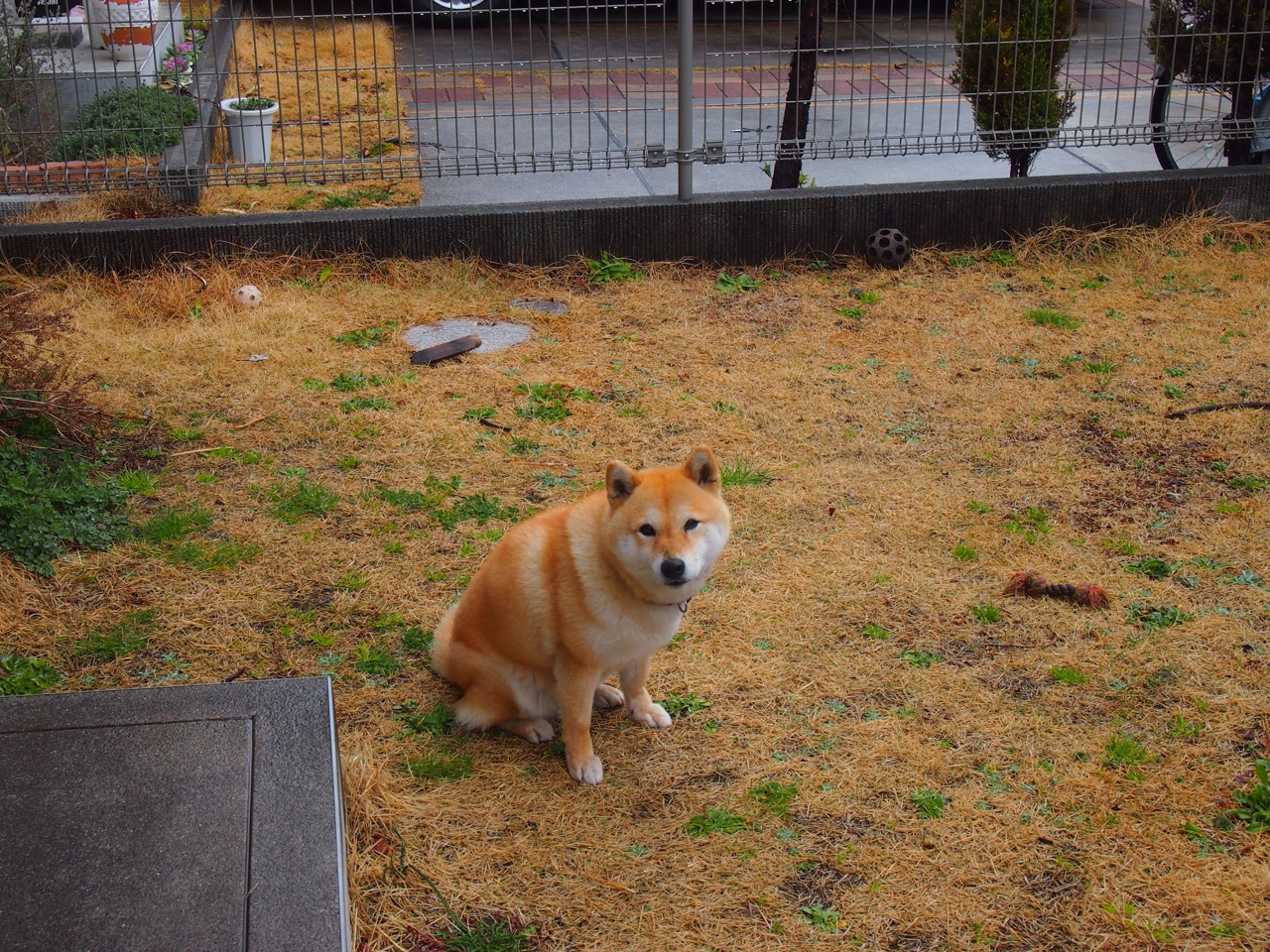 速度与激情的双重奏，F1揭幕战焦点战与独行侠强压雷霆的竞技启示