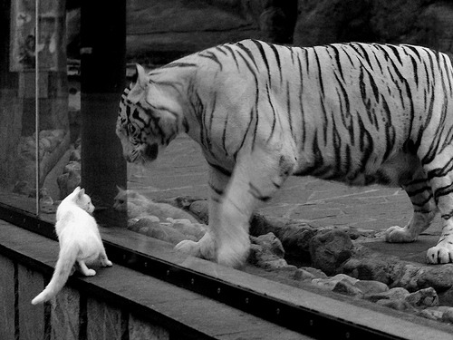 爱游戏APP-浓眉连斩掀起金色风暴，尼克斯客场大破猛龙悬念崩塌