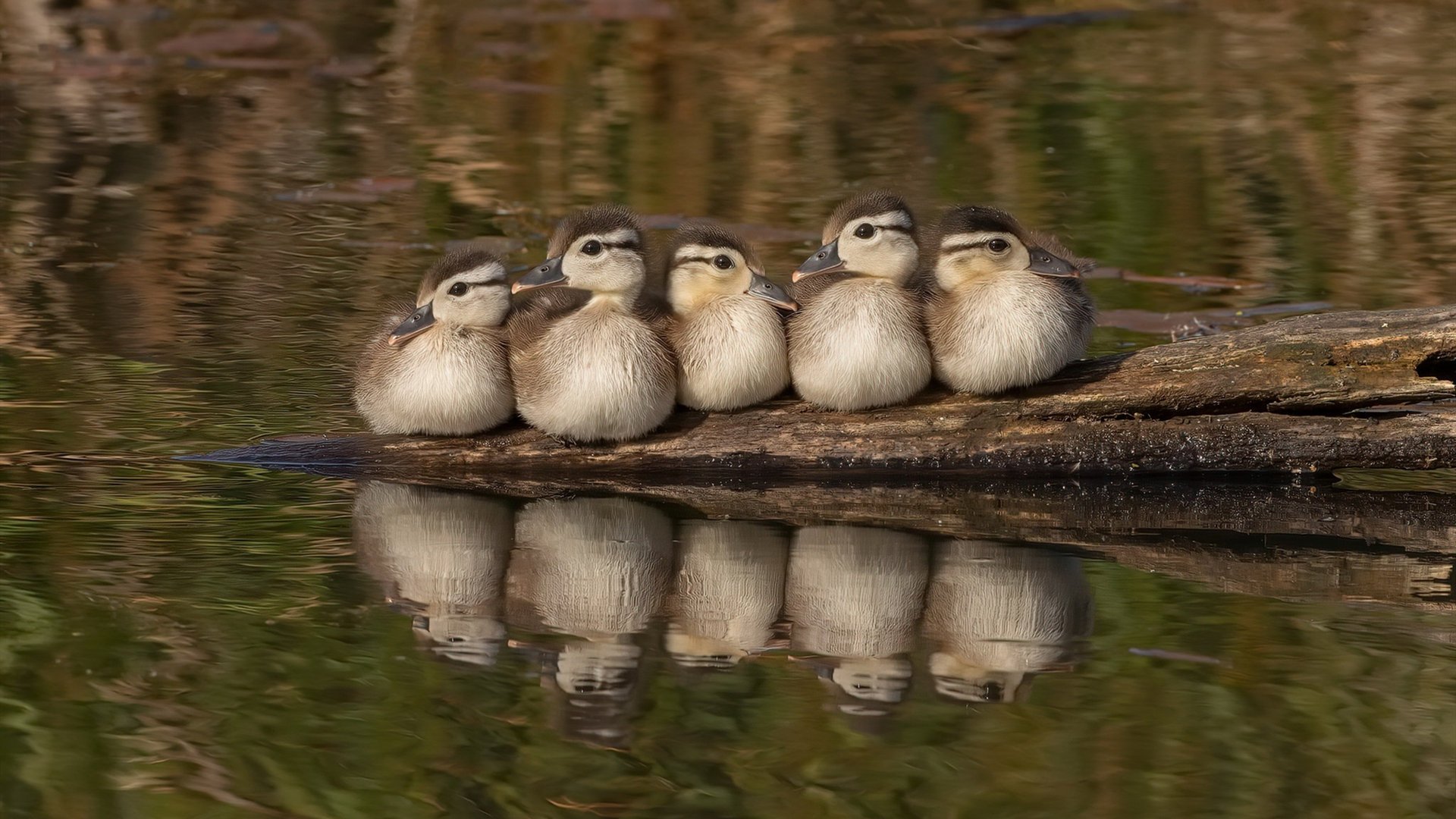 霍勒迪个人能力完全展现，火箭对阵深圳队中的巨星时刻
