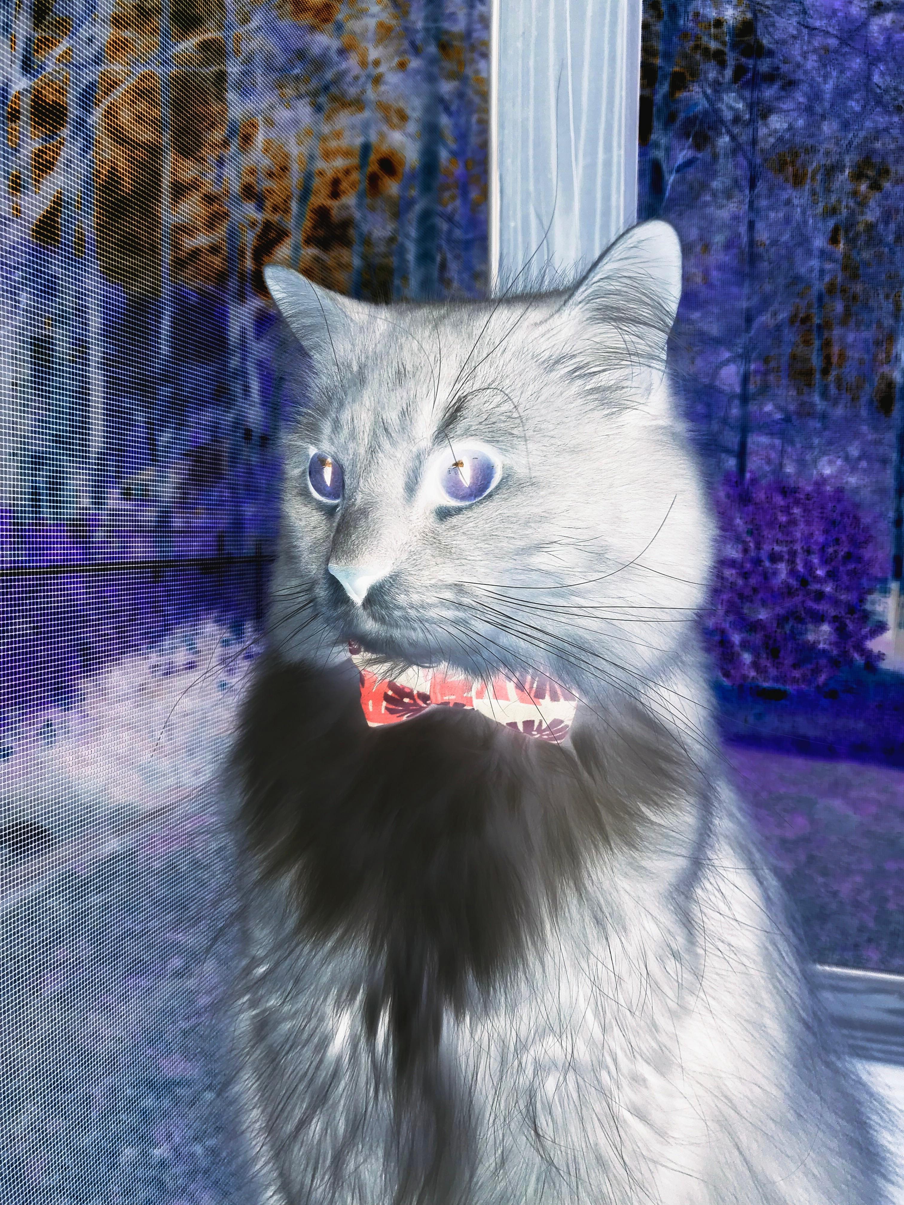 爱游戏2026-当蓝色洪流淹没十字盾牌，一道亚平宁闪电劈开西决苍穹