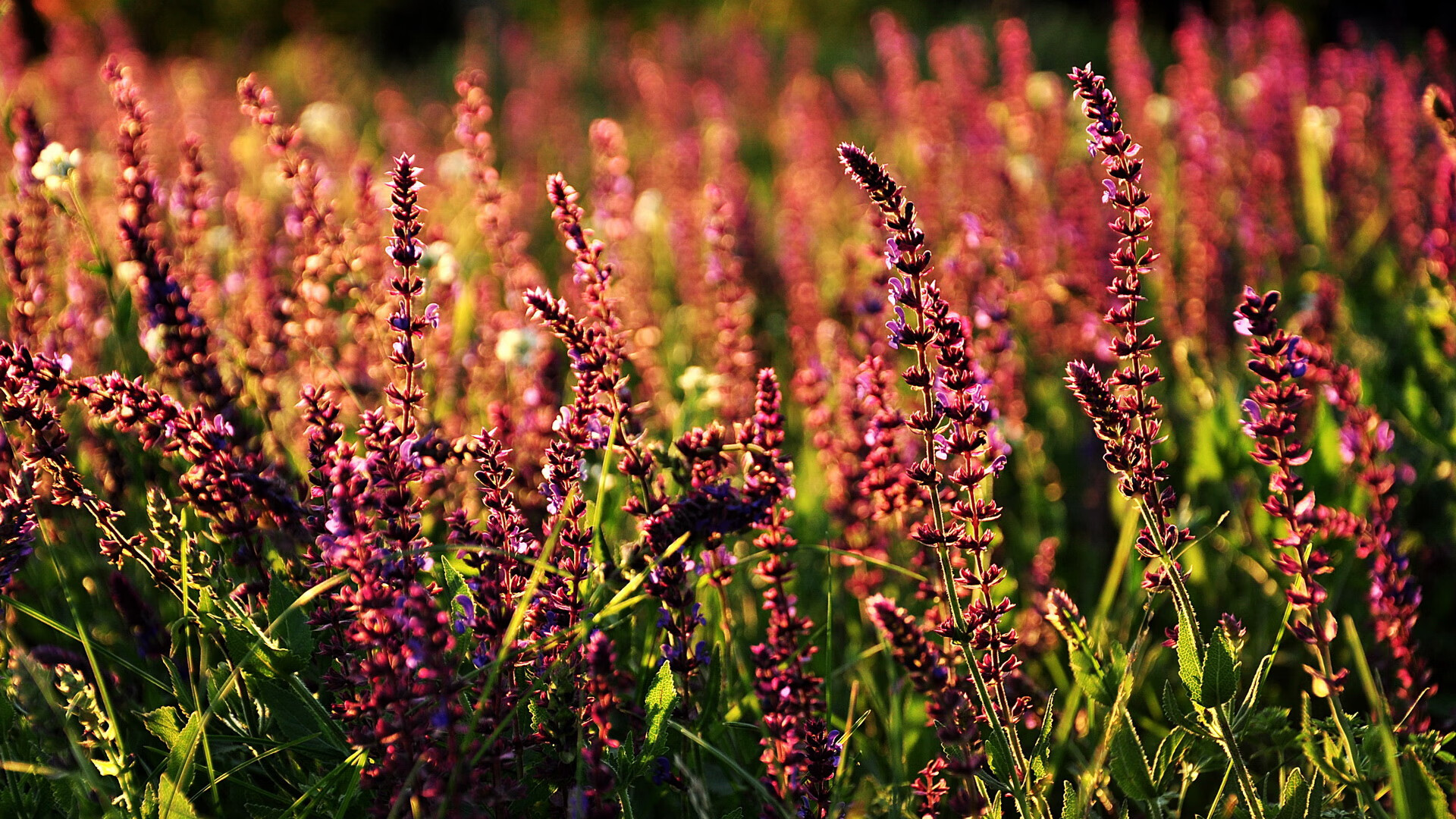 双重奏，NBA诸神黄昏与德甲新王登基夜的唯一性共振
