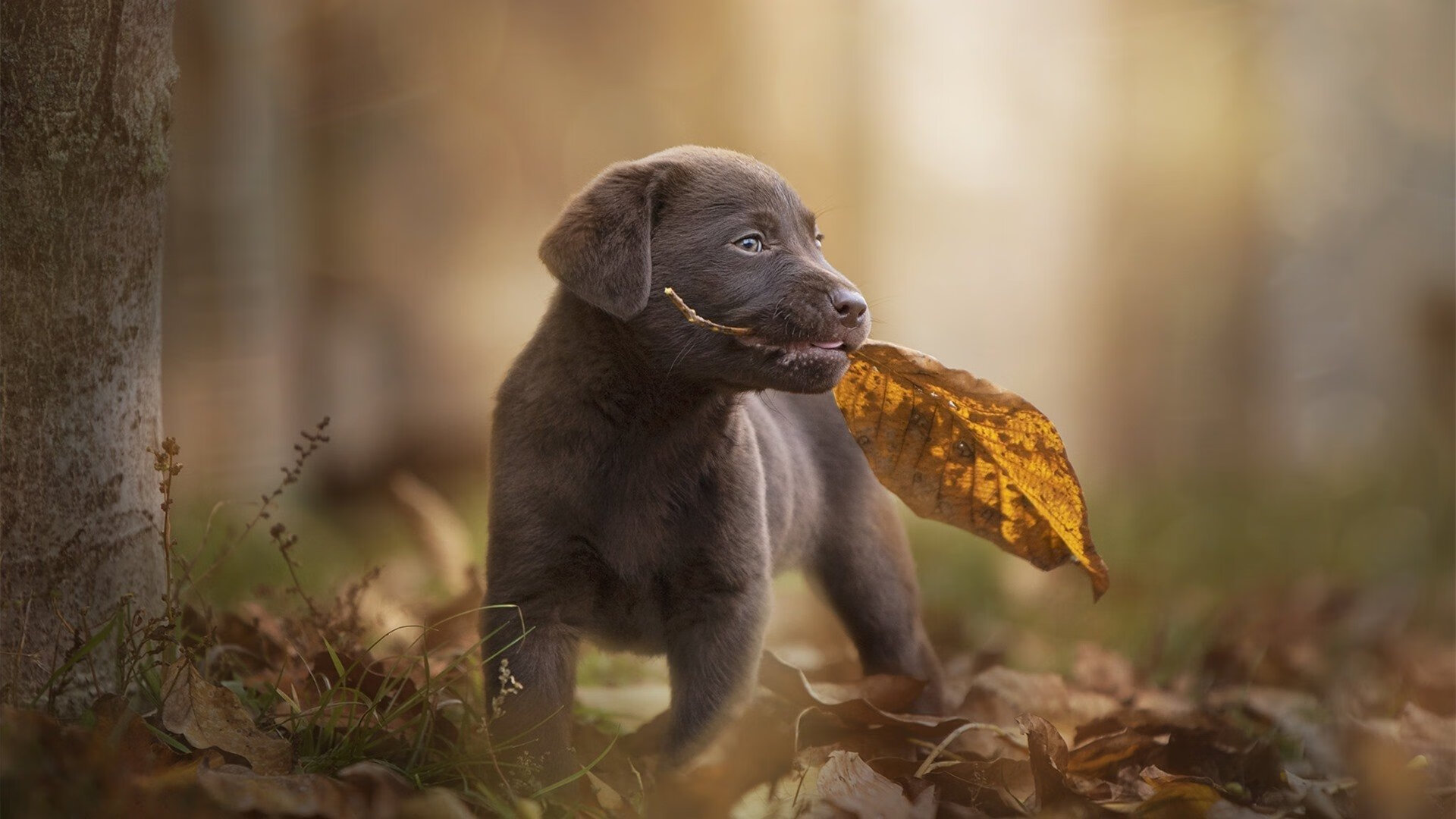 双城记，当德罗赞的钢刃遇见山西队的坚盾