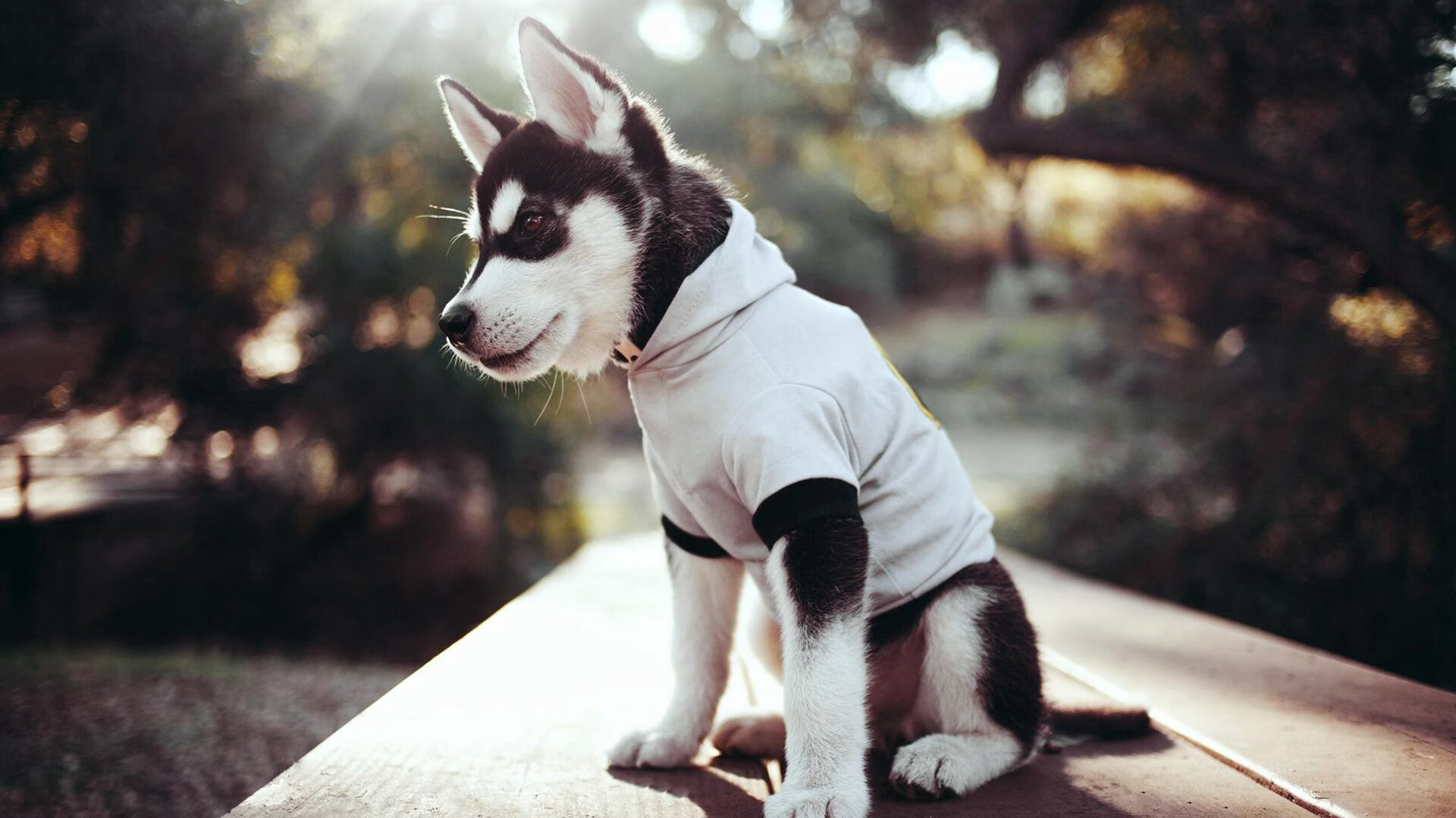 铁血击溃魔术!最后2分钟制胜,布克上演关键先生交响乐