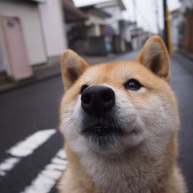 爱游戏-芬兰血拼德国，当北欧铁骑遇上德意志战车，C罗式接管时刻降临？