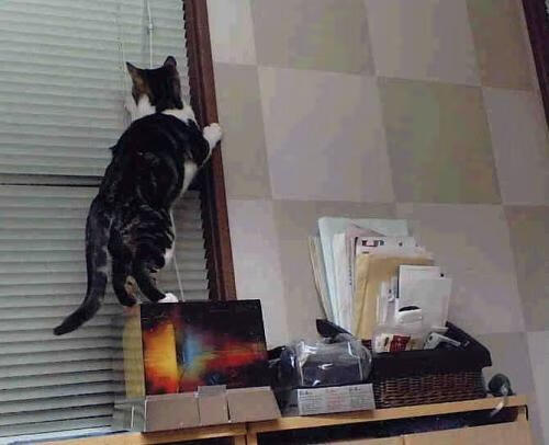 恩比德禁区狂潮持续造杀伤,太阳精密攻防终结上海队连胜神话