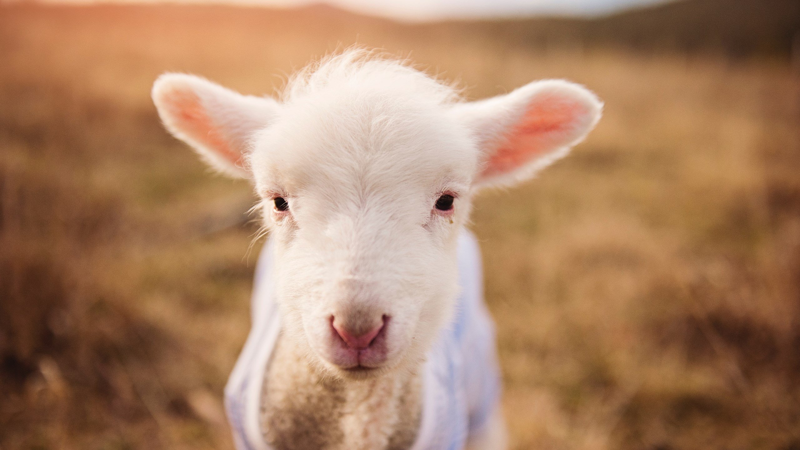 爱游戏官方入口-决胜基因，从多特蒙德铁血到C罗时间—绿茵场上的唯一性法则