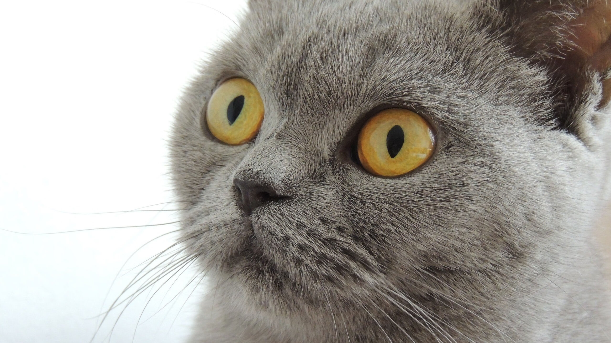 爱游戏官方-当奥运周期遇上足球革命，沙特如何成为多特蒙德终结者