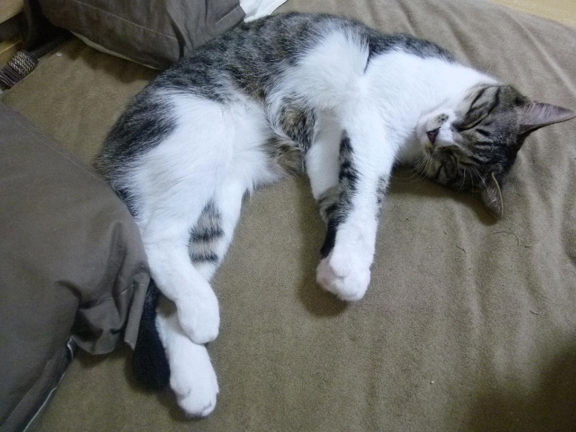 赛场烽烟，国际排名焦点战，猛龙战队惊天逆袭击溃辽宁队