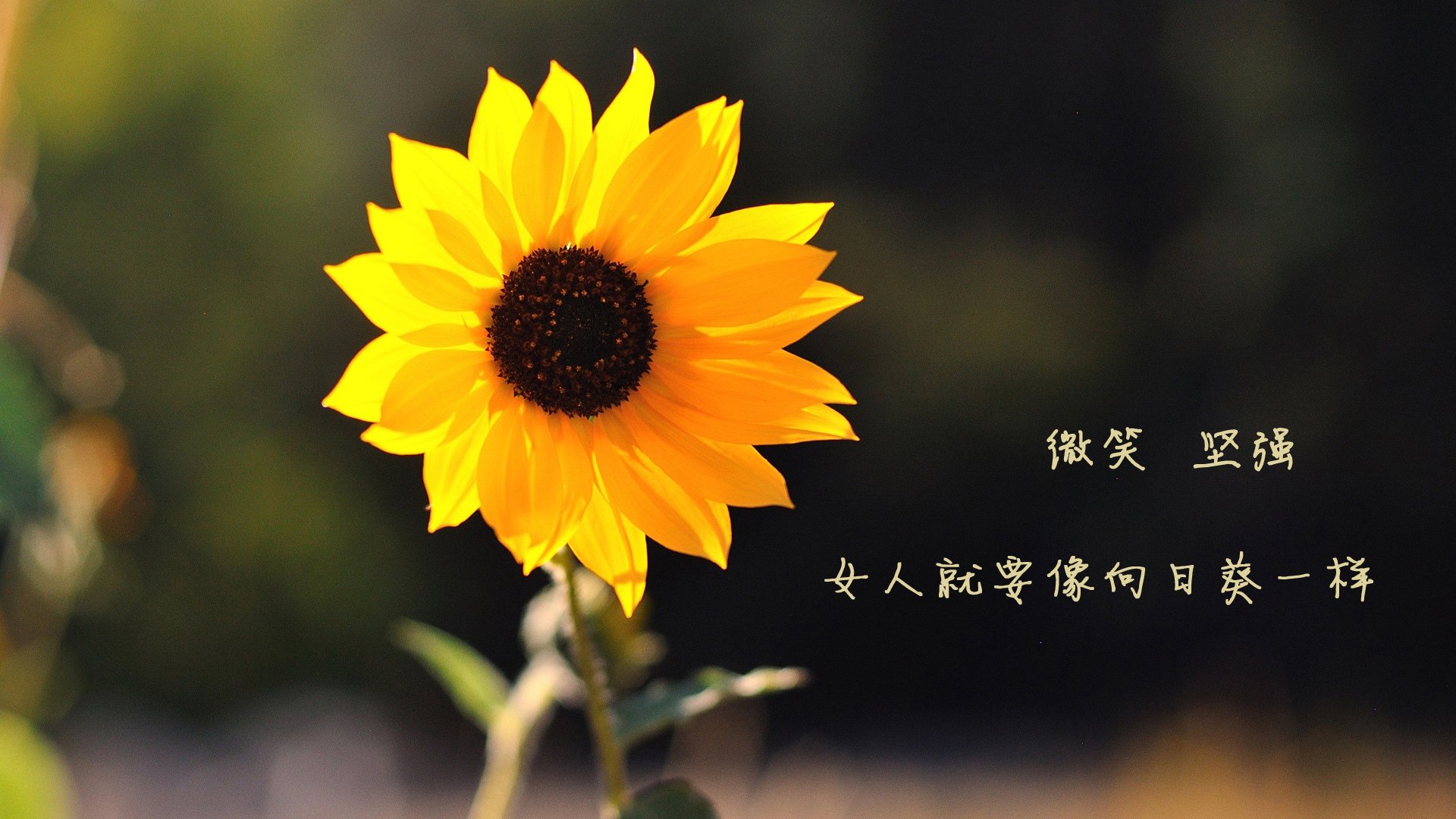 绝境中的金色闪电，2026世界杯H组伊朗险胜斯洛伐克，库尔图瓦完成历史性致命一击
