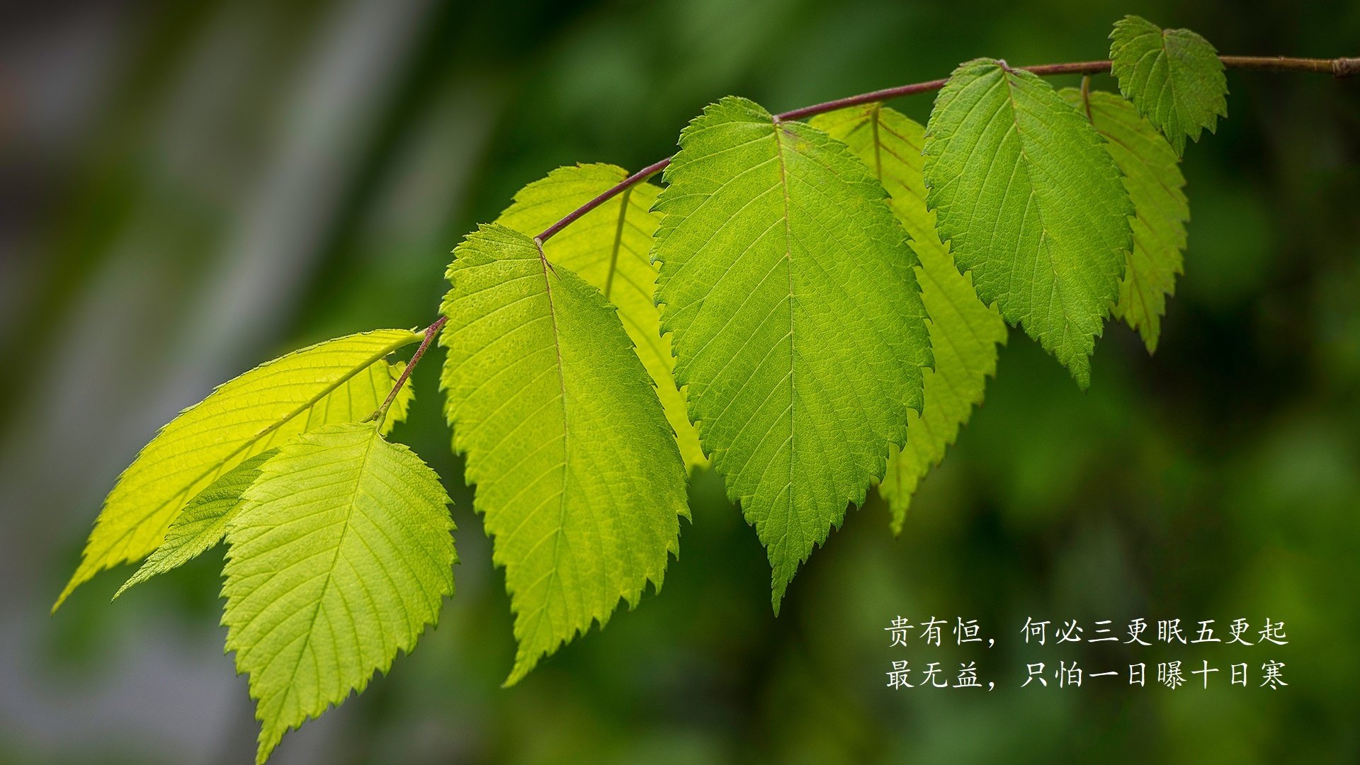 宿命对决,2026世界杯G组关键战,美国破咒击溃英格兰,格列兹曼领法兰西奏凯