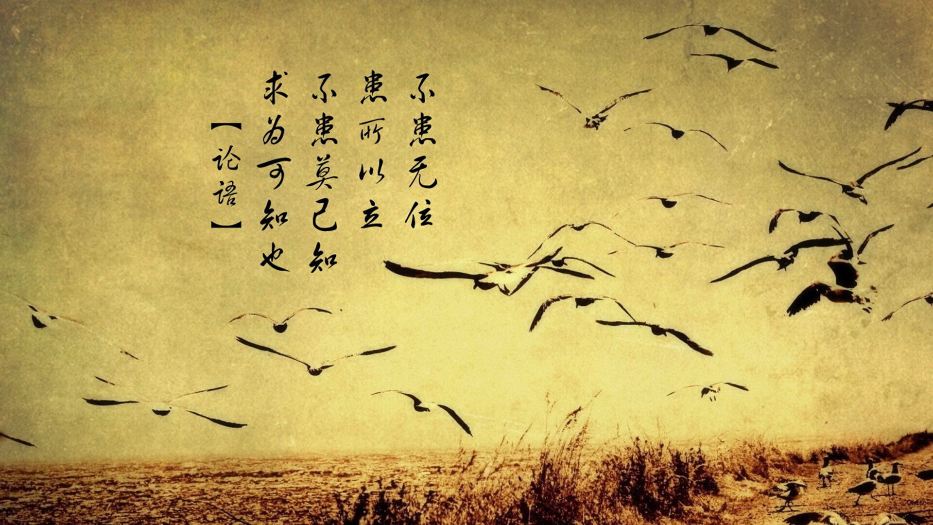 血与火的独白,2026世界杯E组焦点战,加纳击碎波兰,凯恩用灵魂主导一场硬核战争